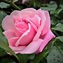 Image result for Wild Rose Leaf