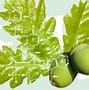 Image result for Oak Tree Varieties Leaves