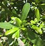 Image result for Southern Live Oak Species