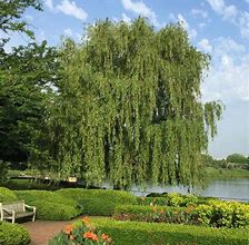 Image result for Weeping Willow Tree