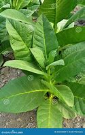 Image result for Tobacco Leaf Bundle