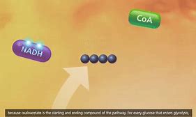 Image result for Photosynthesis Calvin Cycle Diagram