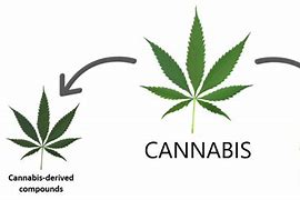 Image result for Cannabis Drug