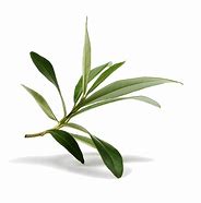 Image result for Olive Branch Transparent Background