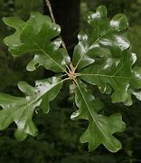 Image result for Post Oak Leaf Designs