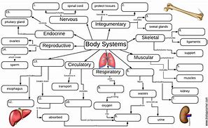 Image result for Human Body Systems Concept Map