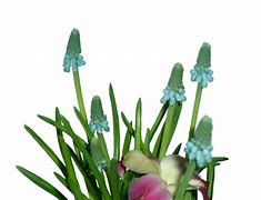 Image result for Most Beautiful Spring Flowers