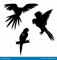 Image result for Parrot On Branch Silhouette