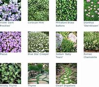 Image result for Annual Ground Cover Plants