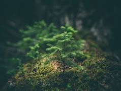 Image result for Images of Small Tree On Earth