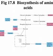 Image result for Biosynthesis of Essential Amino Acids