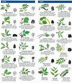 Image result for Identifying Trees in North Carolina