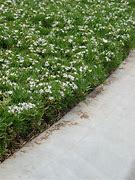 Image result for Shade Tolerant Ground Cover Plants