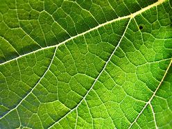 Image result for Leaf of Mango Drawing