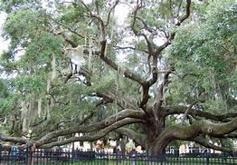 Image result for Florida Oak Trees Types