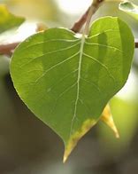 Image result for Swedish Aspen Leaf