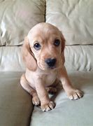 Image result for Spaniel Lab Mix Puppy