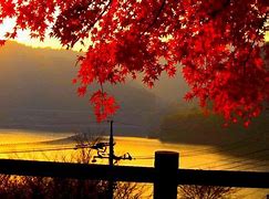 Image result for Fall Backgrounds Autumn Leaves