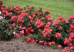 Image result for Drift Coral Rose Shrub Full Bloom