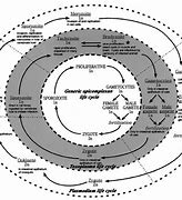 Image result for Apicomplexan Parasites