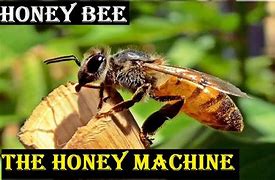 Image result for Honey Bee Animal Clip Art