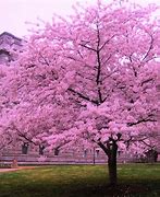 Image result for Red Cherry Blossom Tree