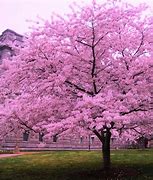 Image result for Whole Cherry Blossom Tree