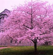 Image result for Beautiful Cherry Blossom Trees