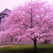 Image result for Red Cherry Blossom Tree