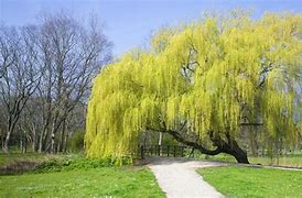 Image result for Willow Tree Branch