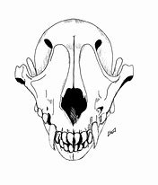 Image result for Wolf Skull Wallpaper