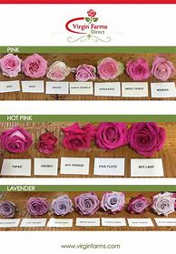 Image result for Pink Rose Names