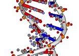 Image result for Nucleic Acid Dehydration Synthesis