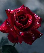 Image result for Wet Single Stem Red Rose