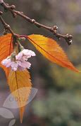 Image result for Flowering Cherry Blossom Tree