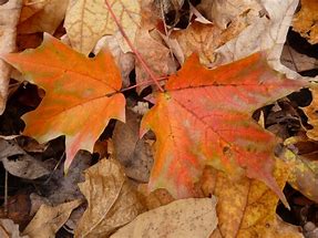 Image result for Fall Leaf Coloring Sheet