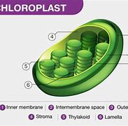 Image result for Chloroplast Blank