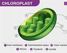 Image result for Chloroplast Equation