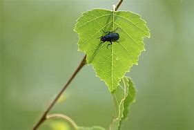 Image result for Birch Leaf Silhouette