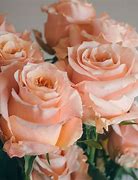 Image result for Peach Colored Flowers