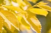 Image result for Algae Photosynthesis