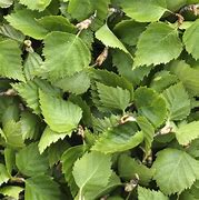 Image result for Birch Leaves Cut Out