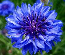 Image result for February Birth Flower Iris