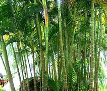 Image result for Bamboo Plan