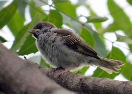 Image result for Mynah Bird