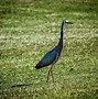 Image result for Small Long Beaked Birds