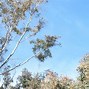 Image result for Silver Dollar Eucalyptus