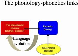 Image result for Velarization Phonological Process