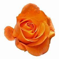 Image result for Rose Flower Bouquet