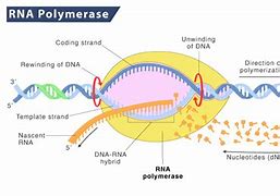 Image result for RNA Polymerase 3 Transcribes